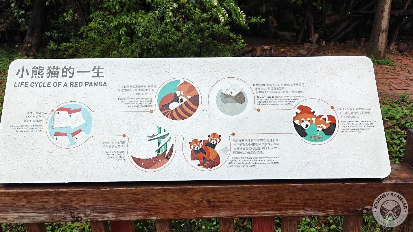 infographic detailing a red panda’s life cycle