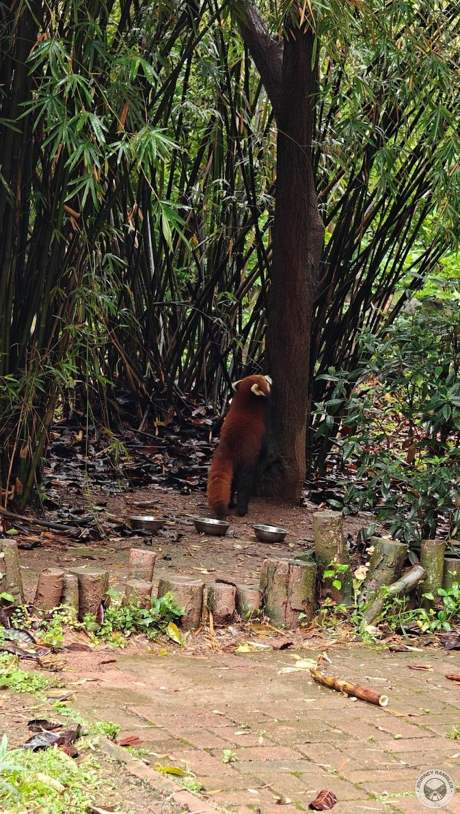 it started to climb up the tree