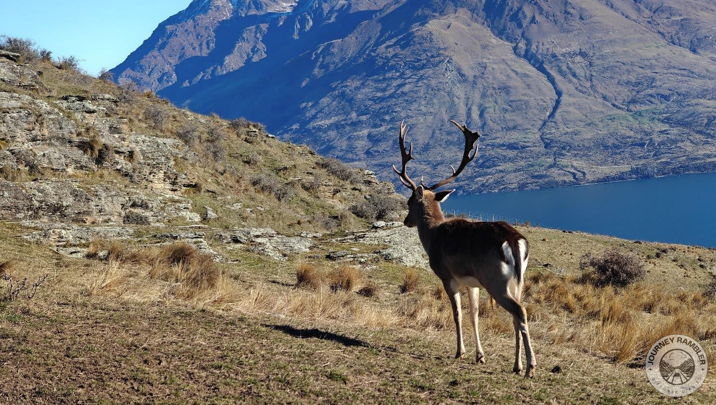 last picture of the stags in this section