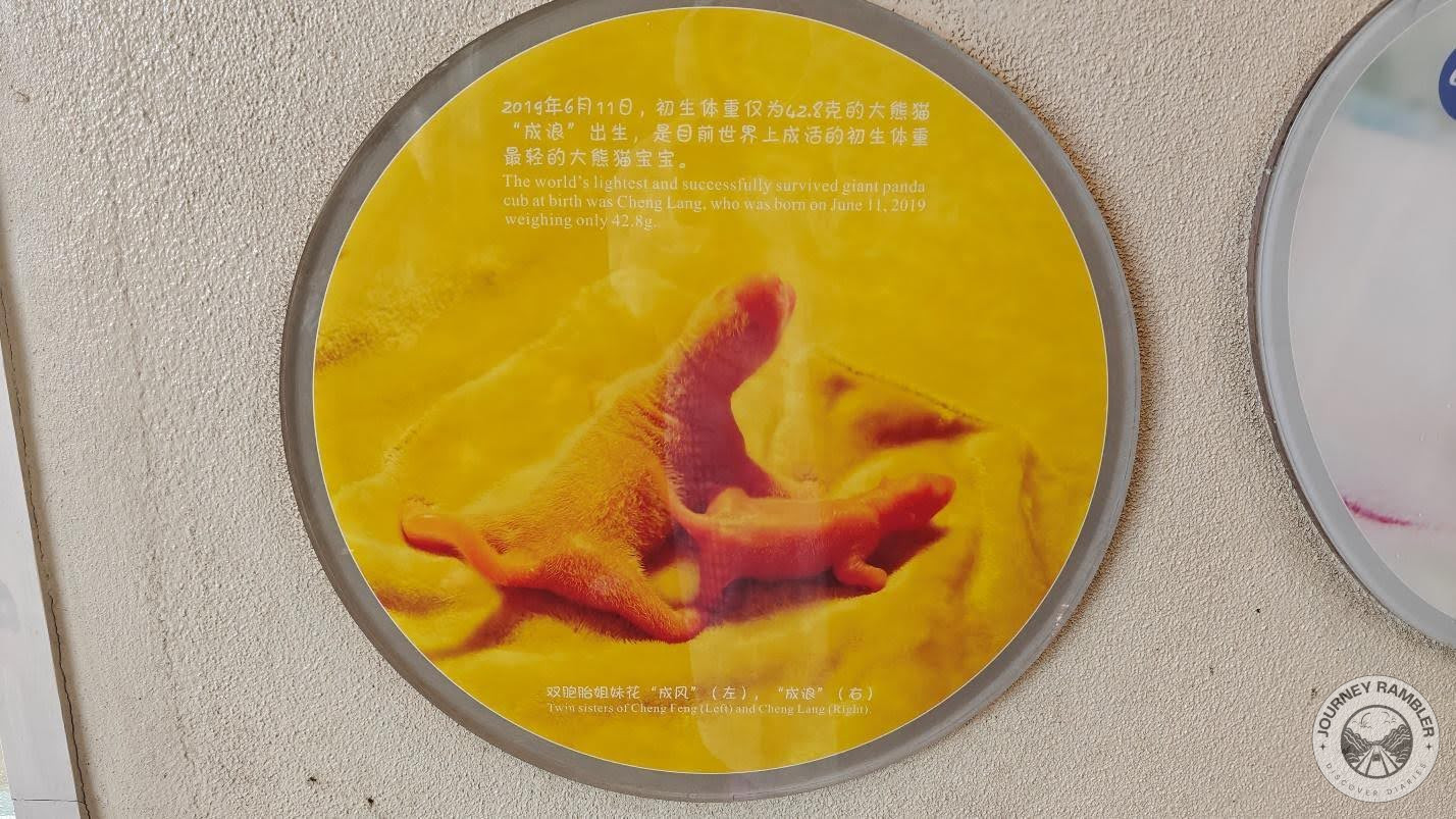 lightest and quite possibly smallest cub that has survived and grown to adulthood