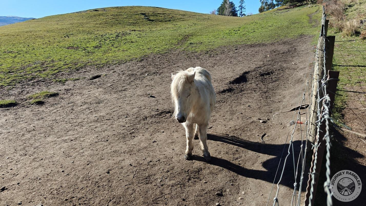 miniature horse