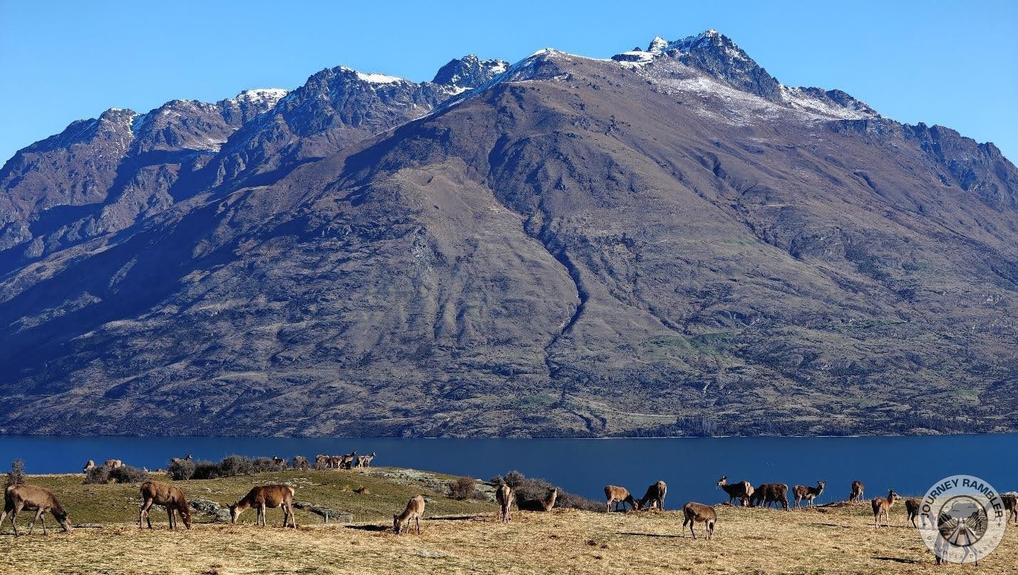 more Red Deer eating from afar