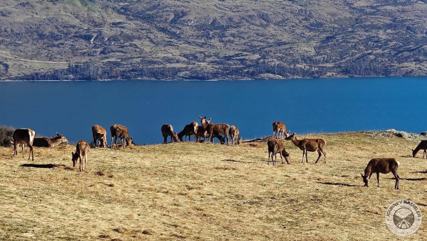 more Red Deer eating