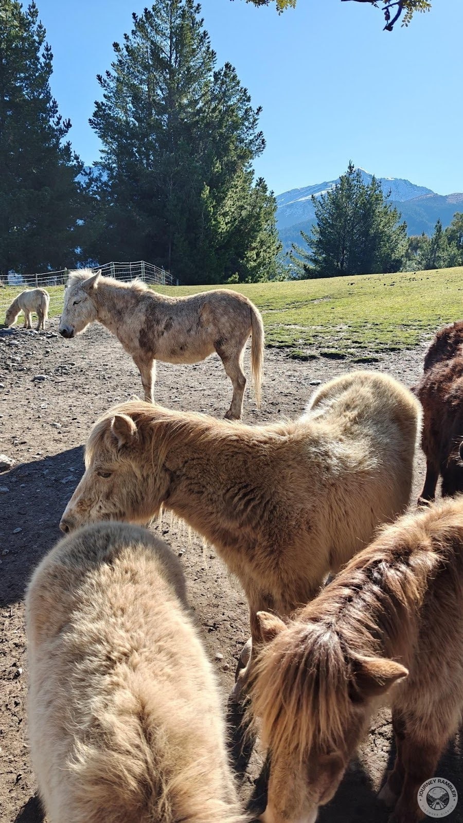 more miniature horses