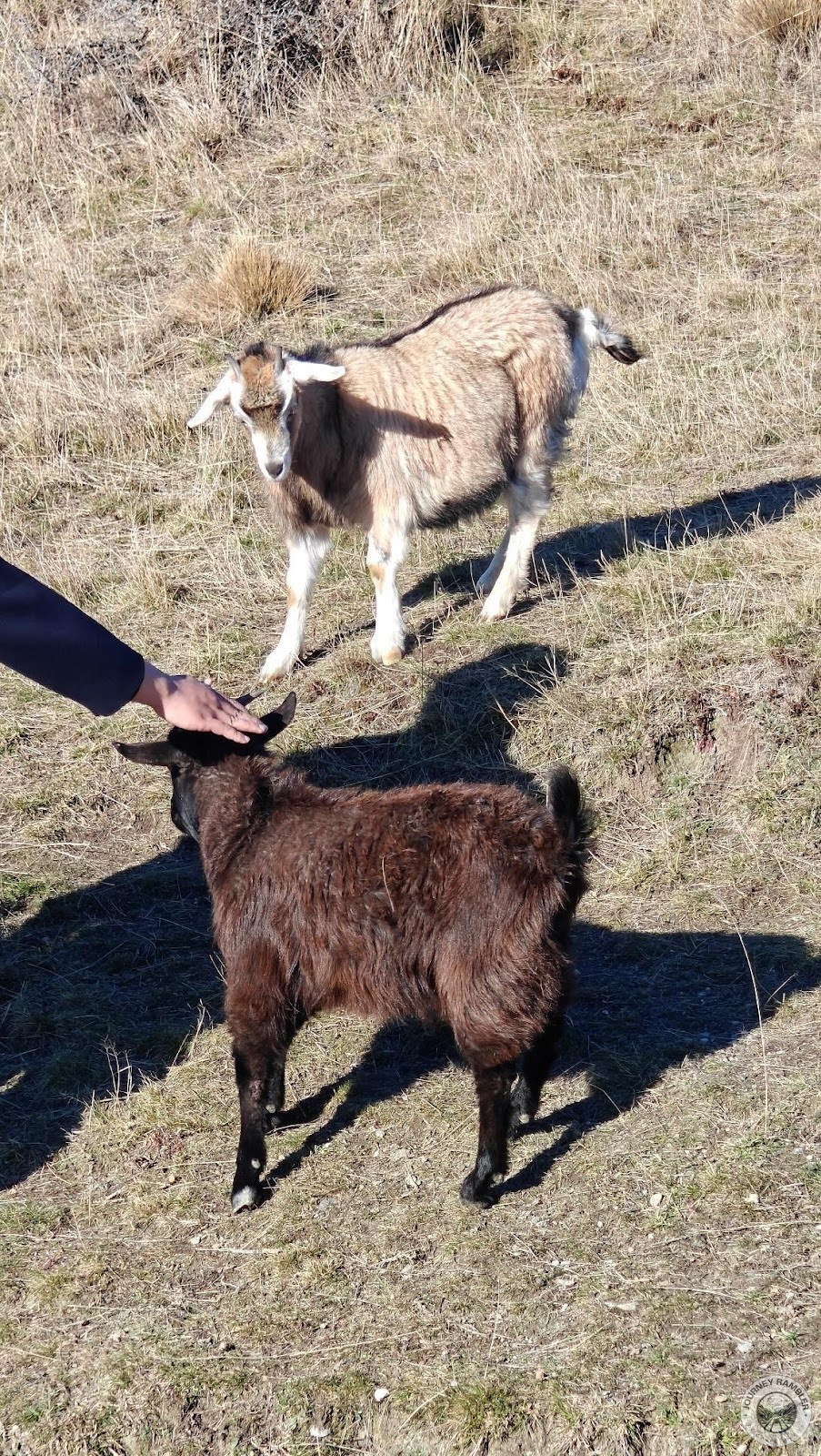 one of the visitors patting a goat on the head