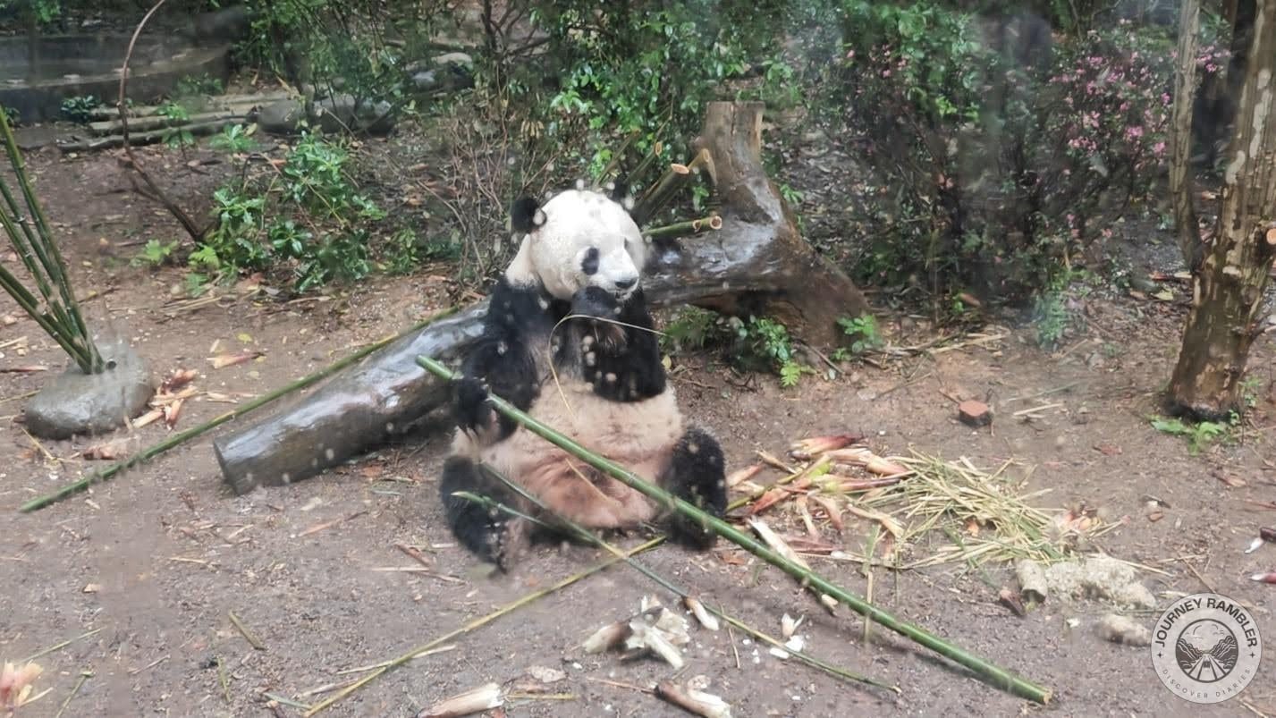 panda eating