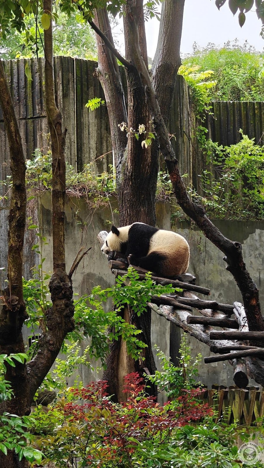 panda in play pen