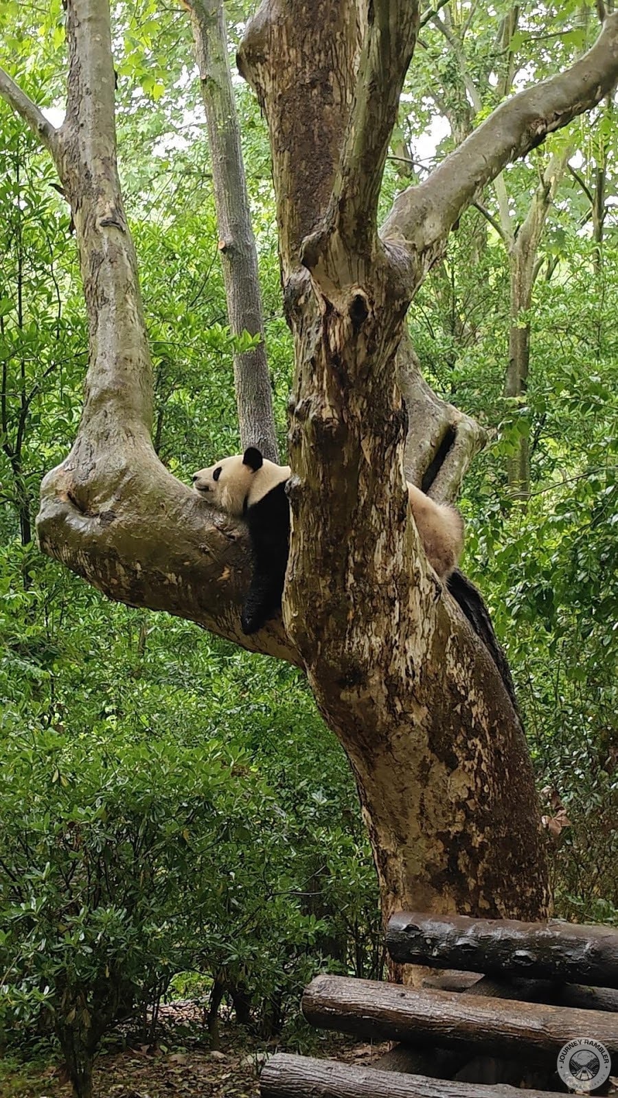 panda that has likely just finished eating their meal for the day