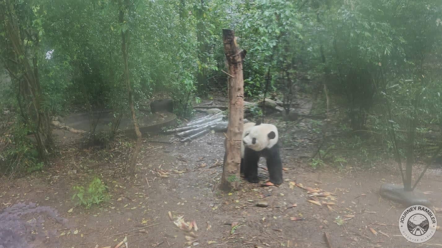 panda walking again