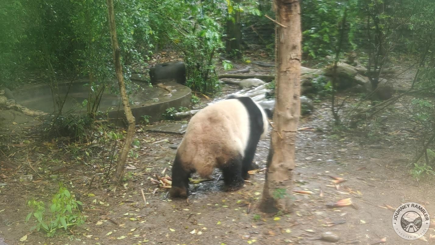 panda walking