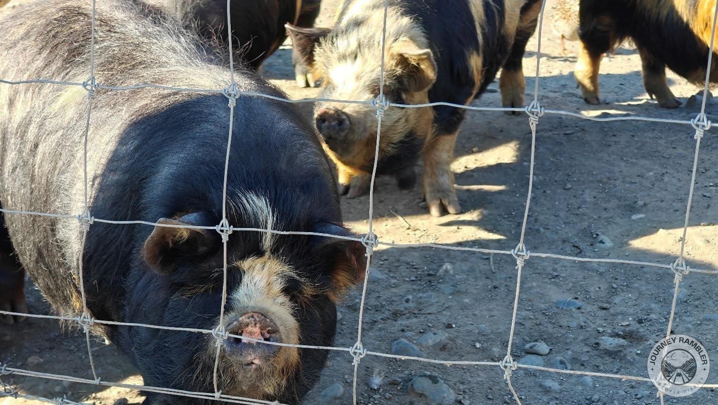 pigs had black and white fur and were simply huge
