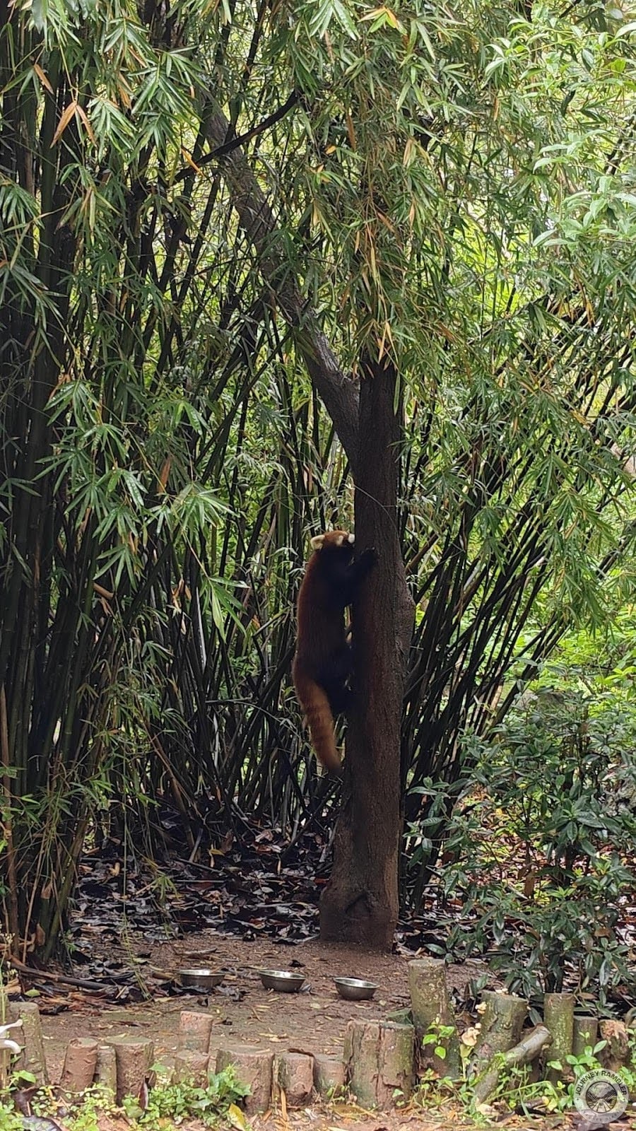 red panda began to climb up a bamboo plant