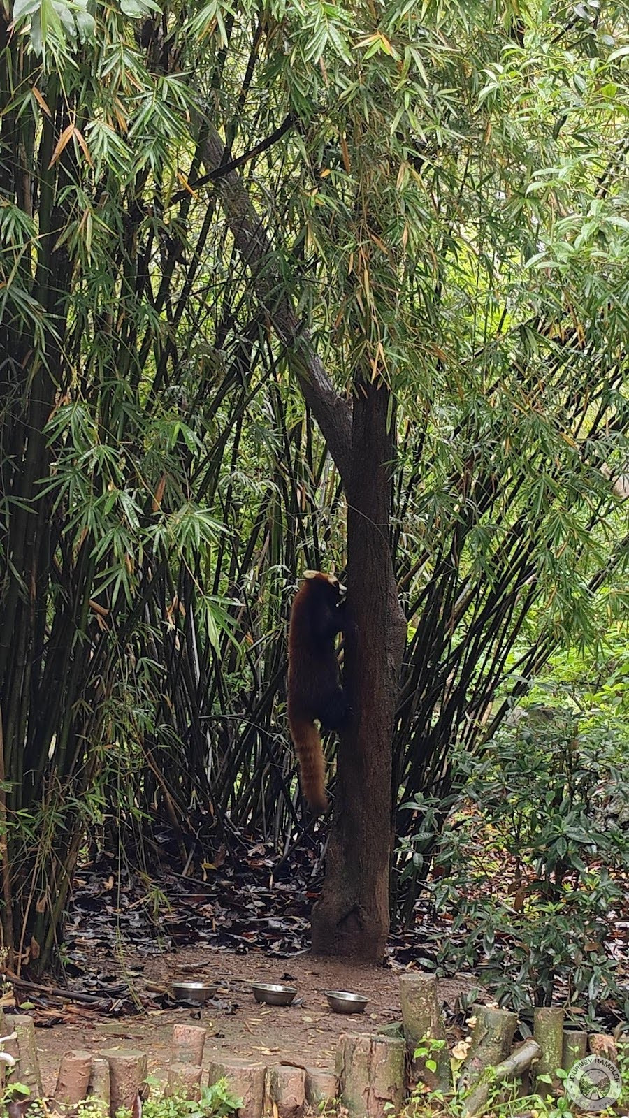 red panda climb up a tree