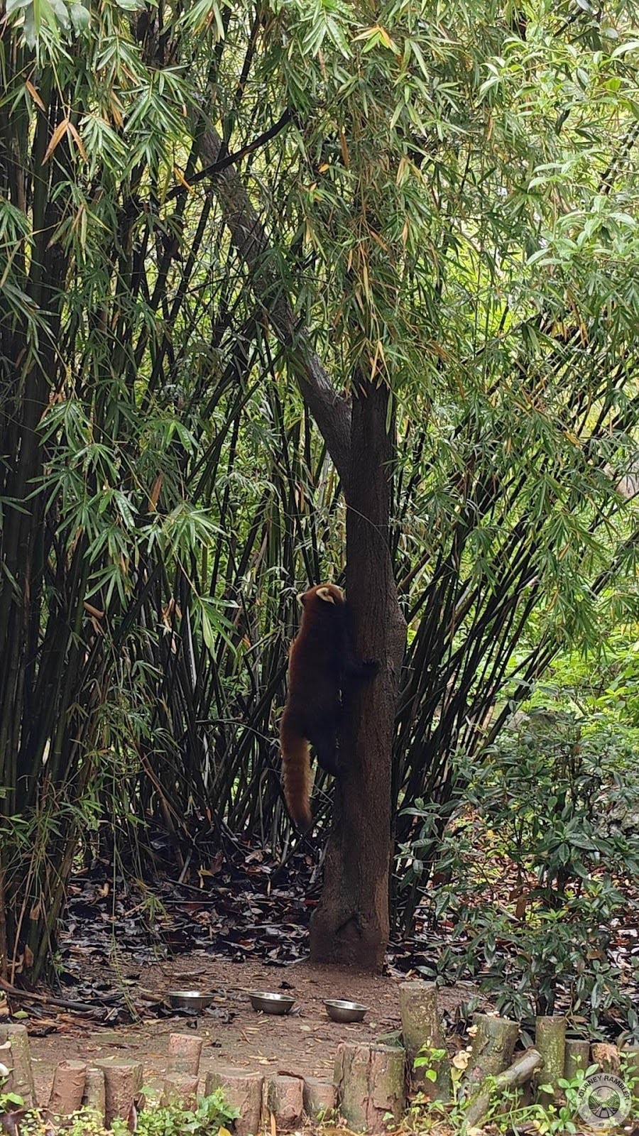 red panda climbing up a tree