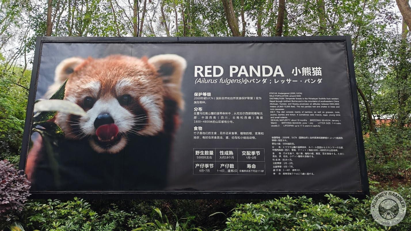 red panda population is significantly larger than the giant pandas