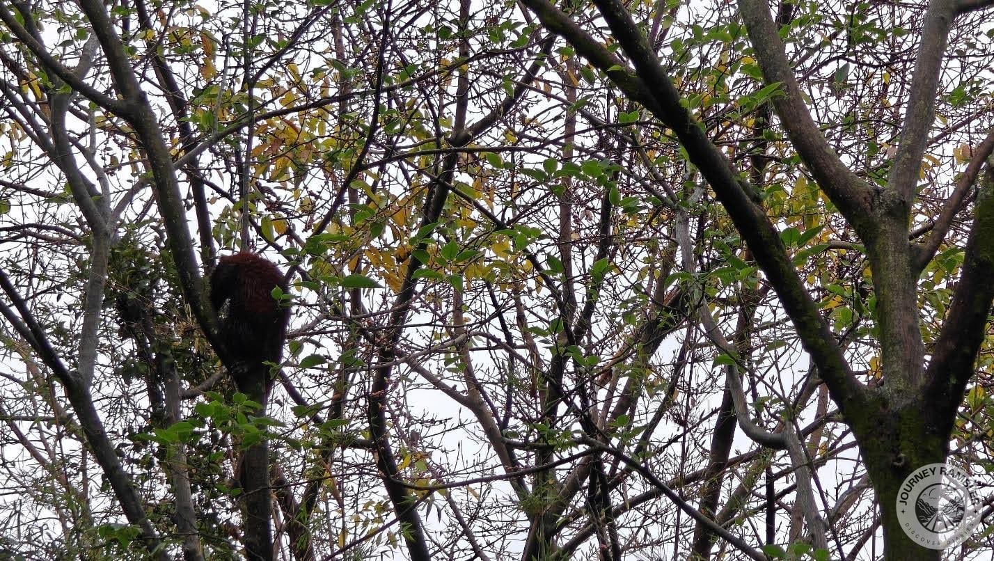 red panda up on a tree up close