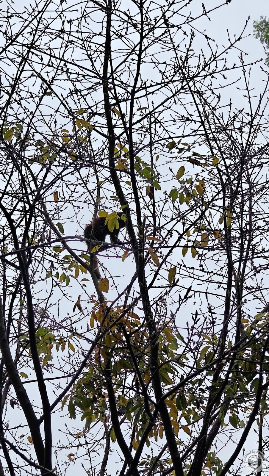 red panda up on a tree