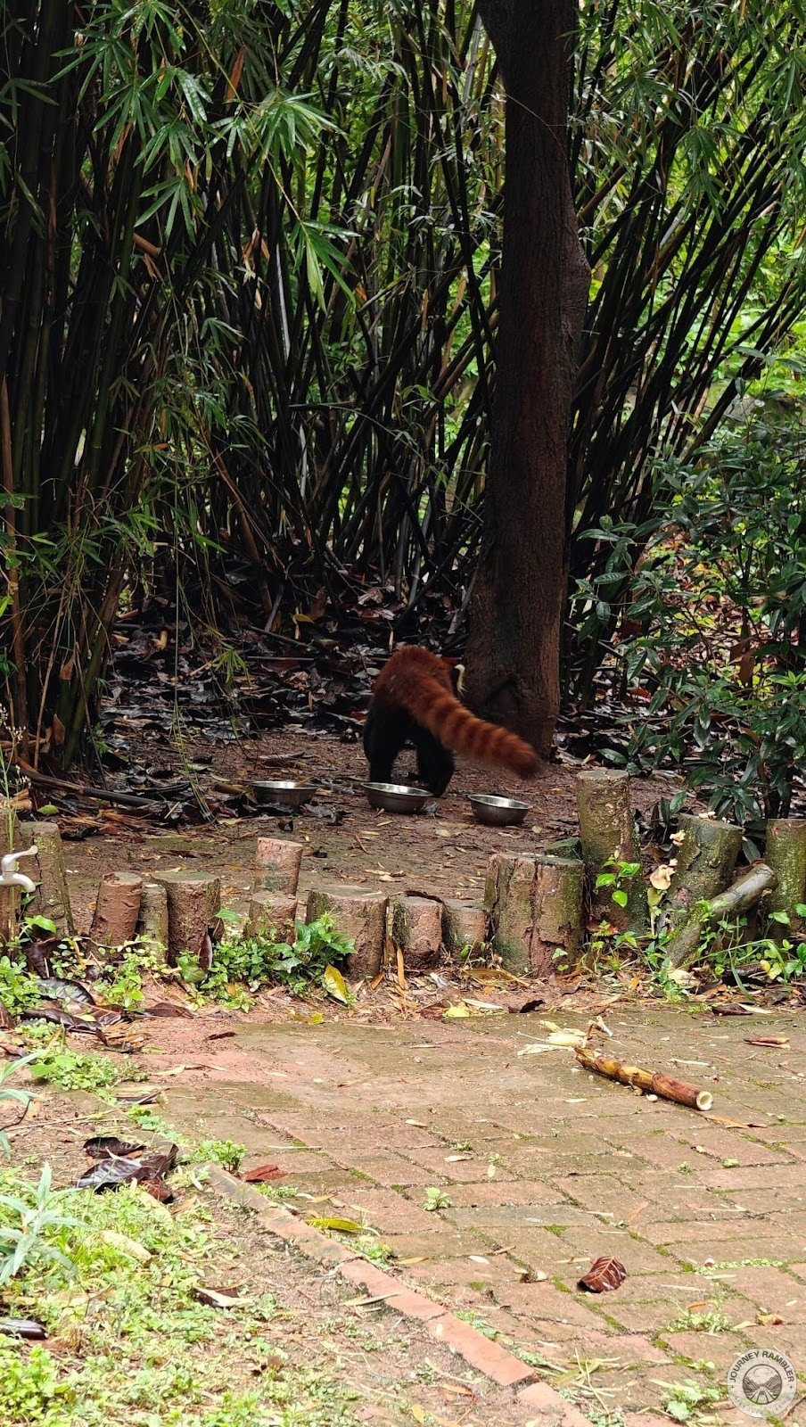 red pandas are aloof