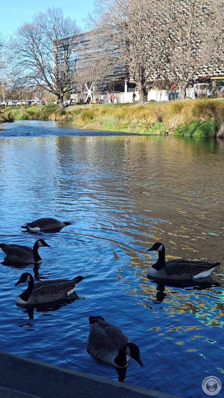 river was full of ducks swimming around