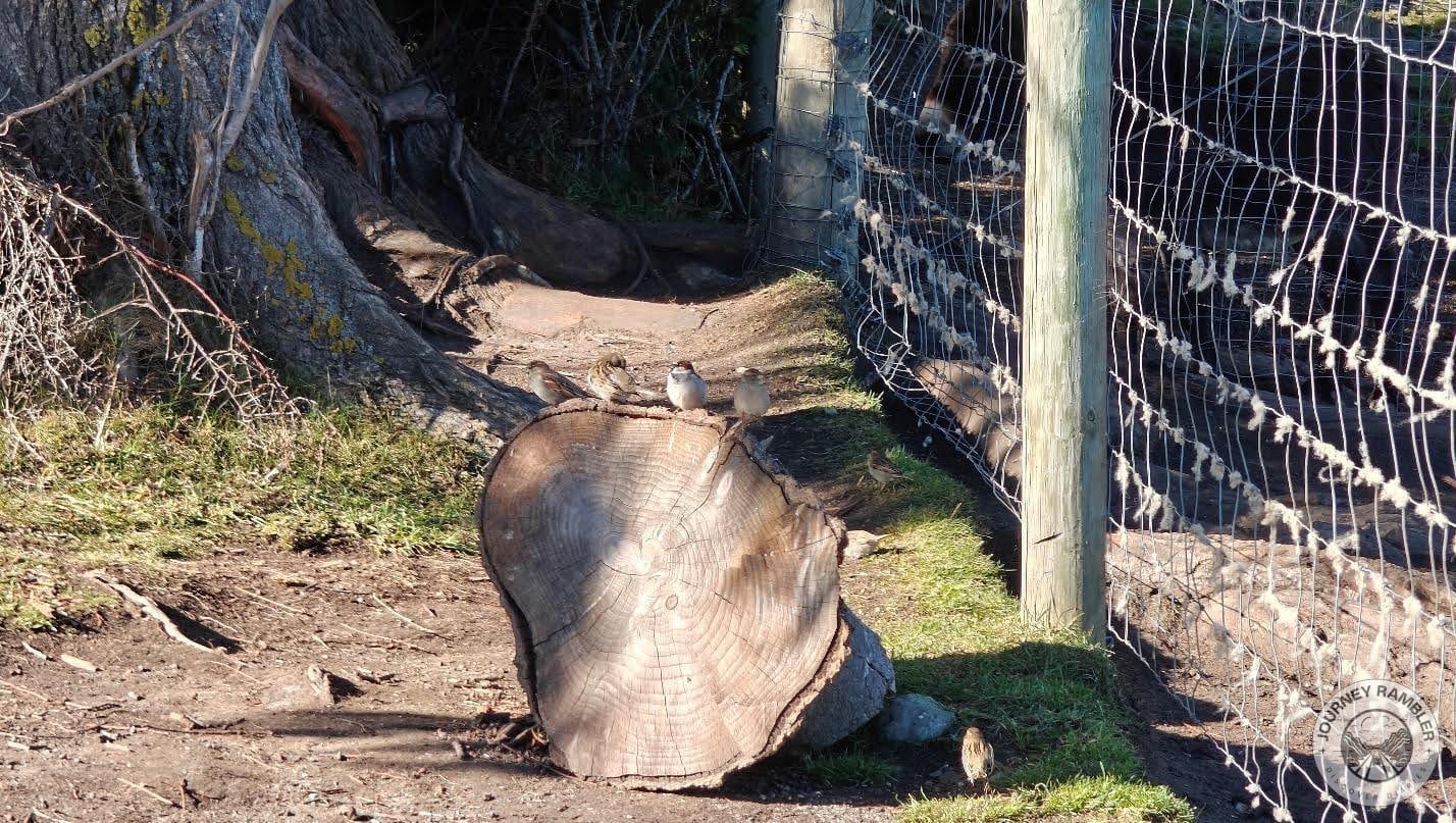 sawed off tree trunk
