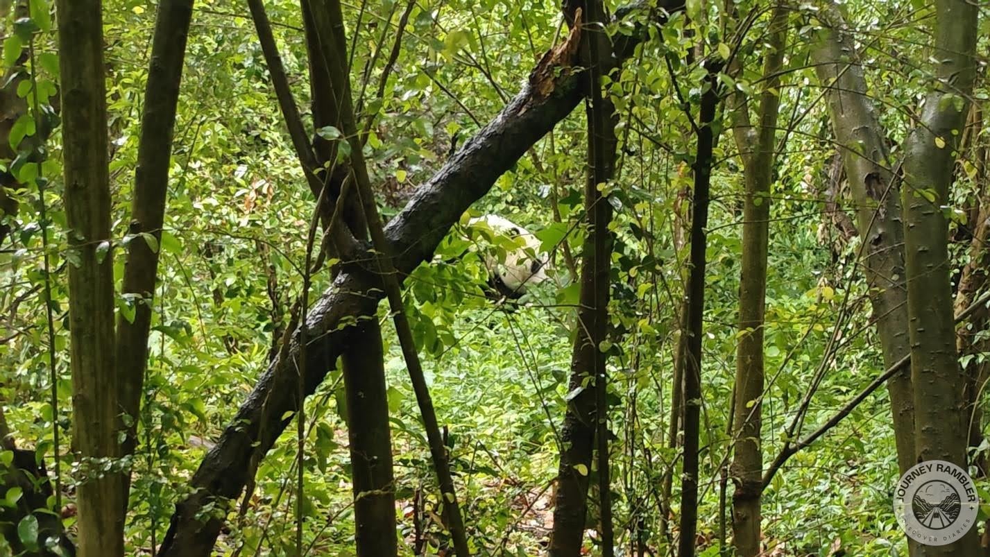 sight of a panda off in the bushes