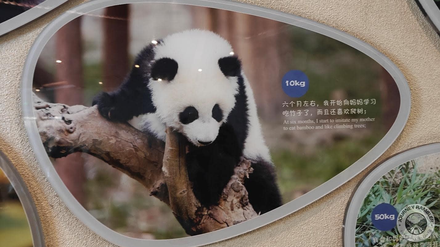 six month old panda playing