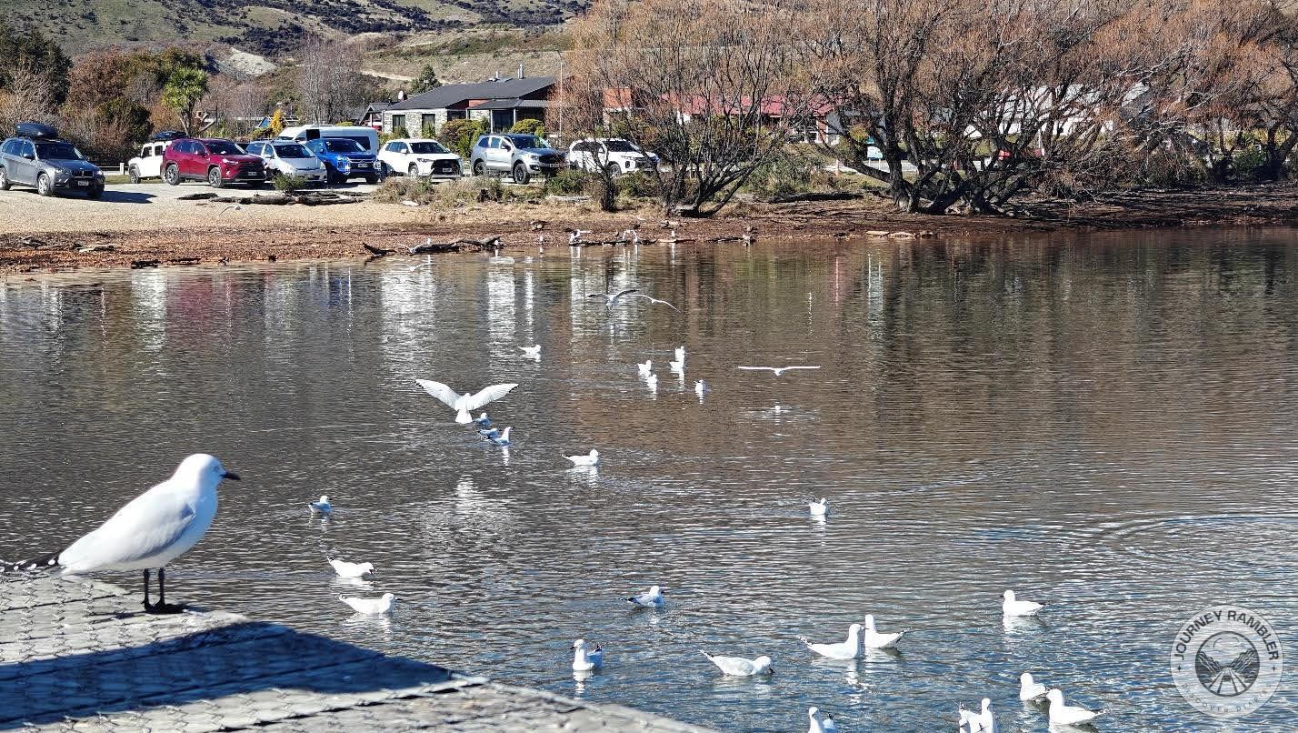 so many birds floating on the water
