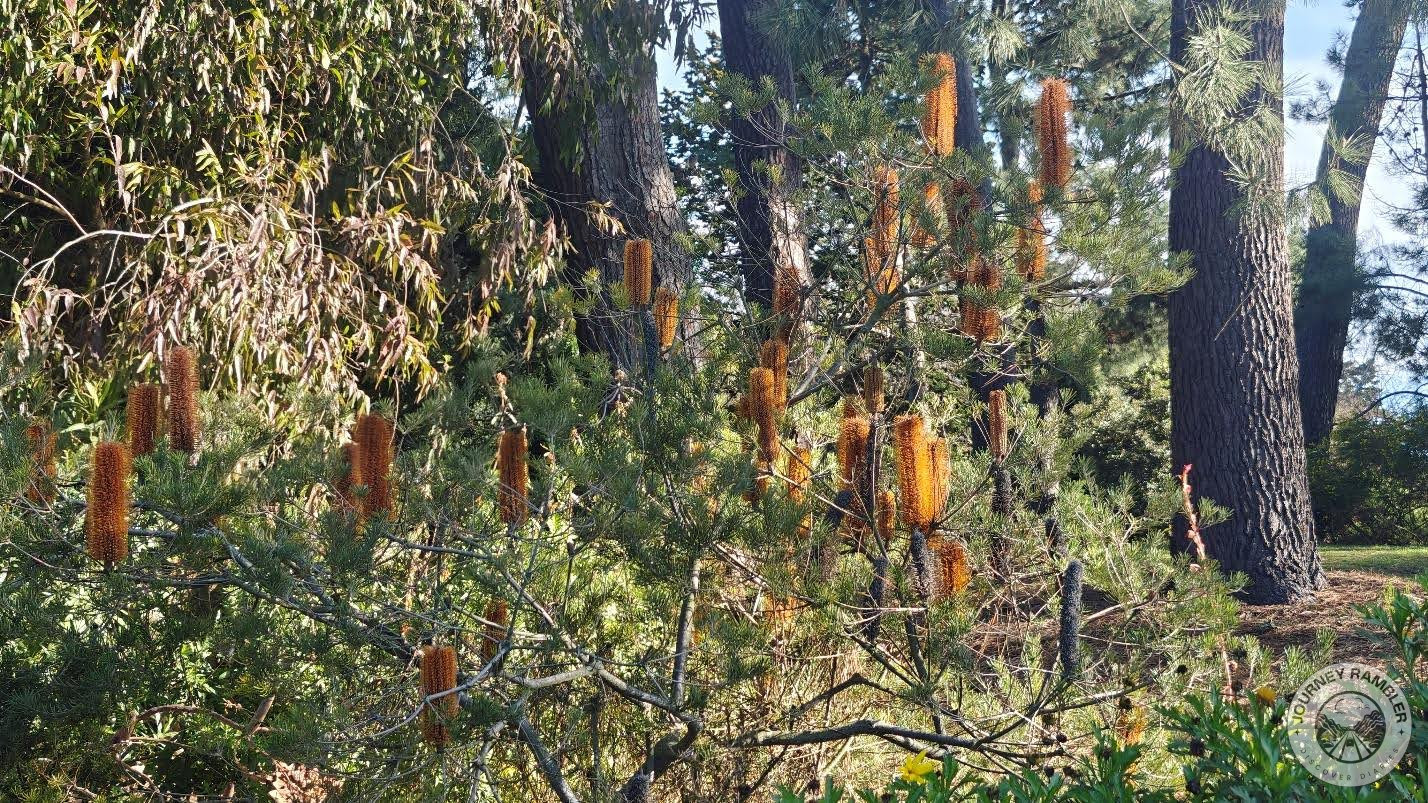 some of them had very interesting cone-shaped fruits and flowers
