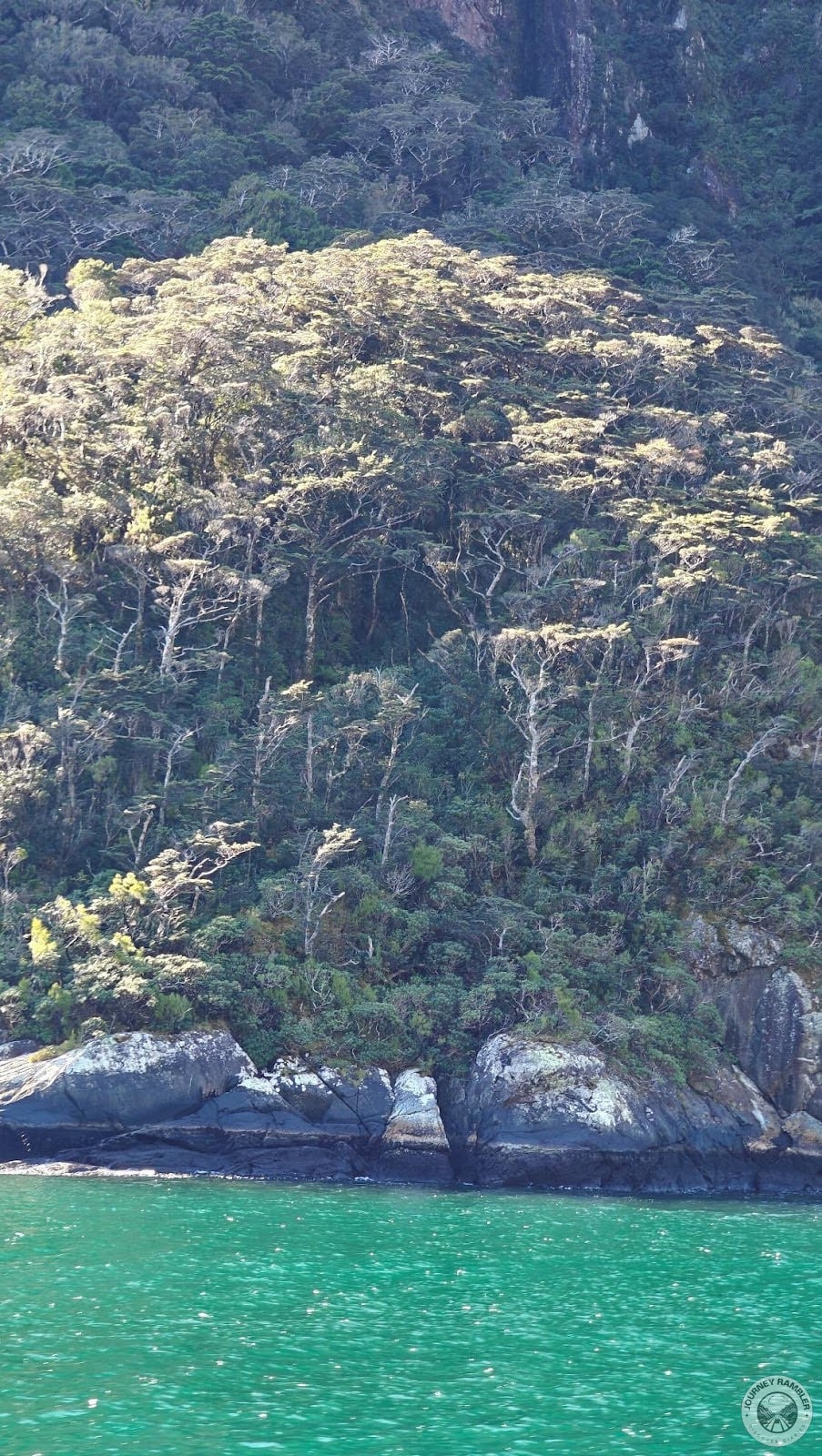 some pretty large trees here