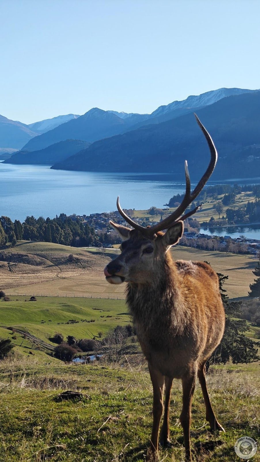 stag likely just shed the other half of his antlers