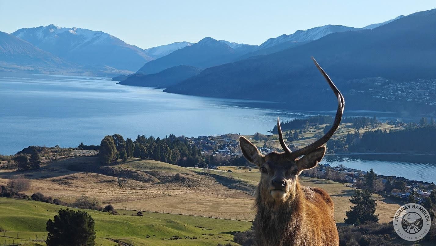 stag looking at camera