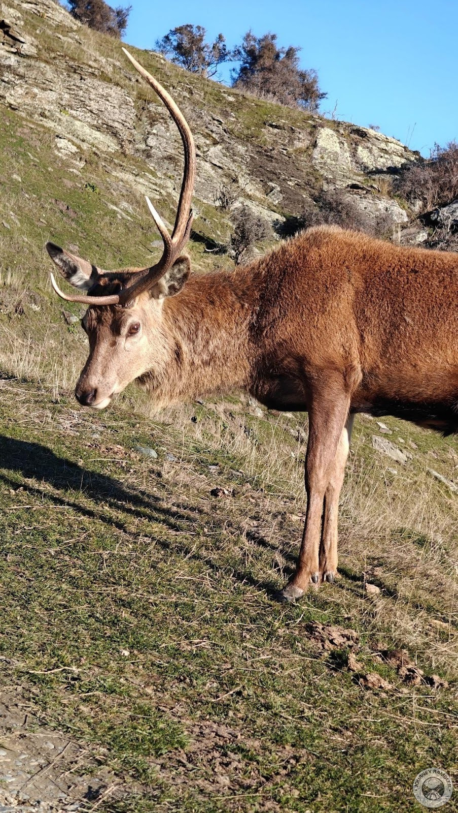 stag that just shed its antler up close again