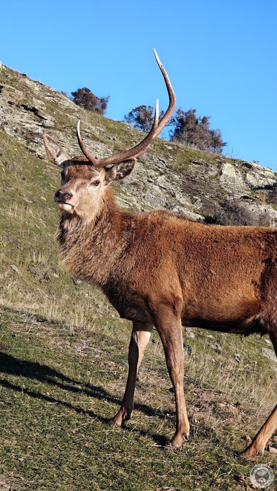 stag that just shed its antler up close
