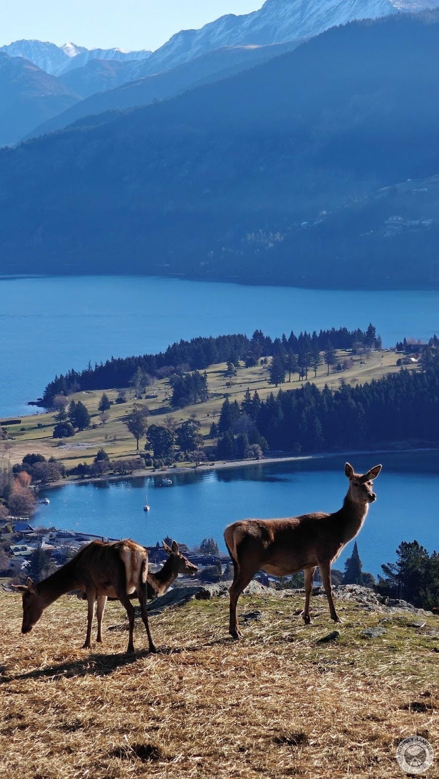 the deer here don't have any horns or antlers