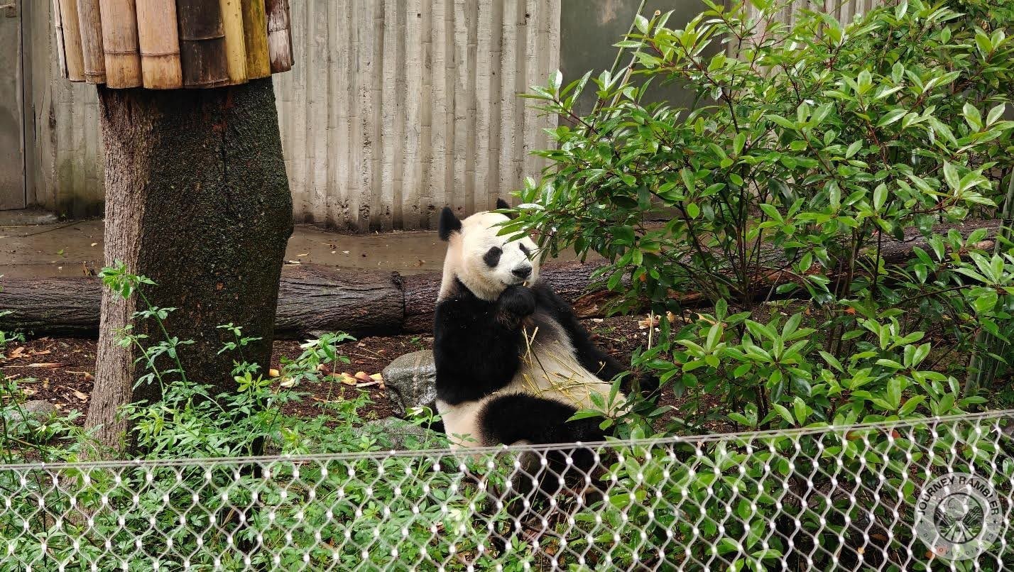 the panda definitely looks like it’s living its best life