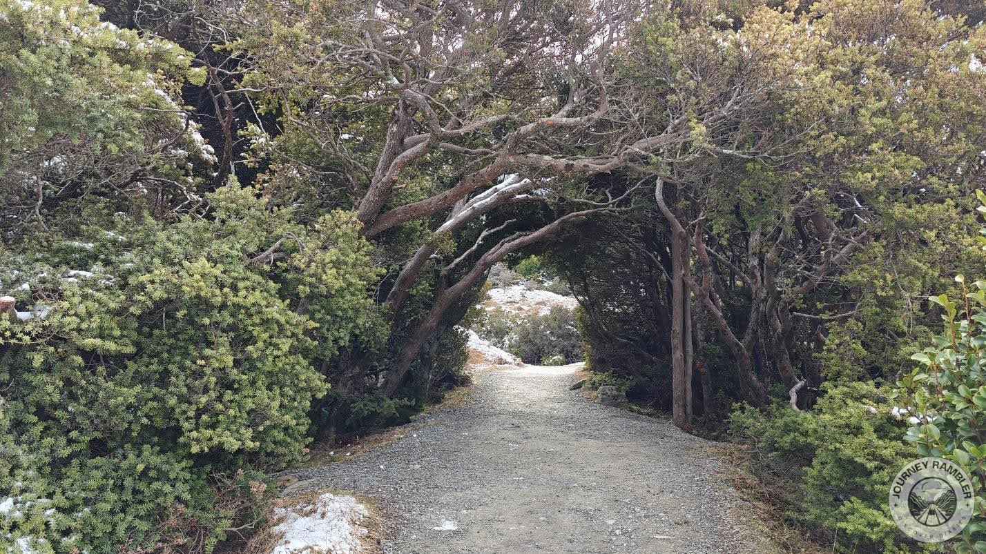 trees had almost formed a tunnel above the road