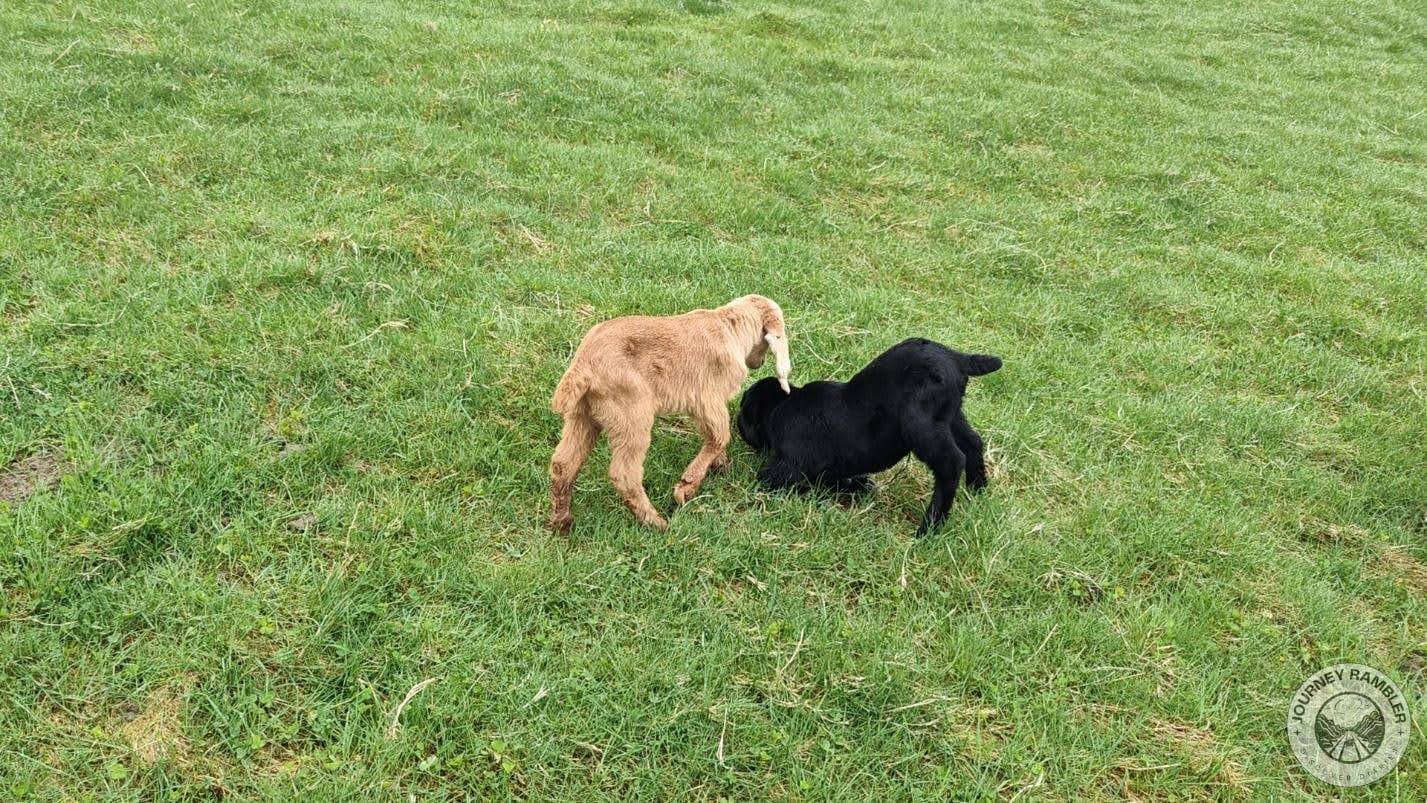 two little lambs playing