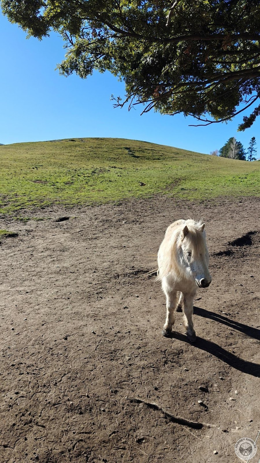 white miniature horse