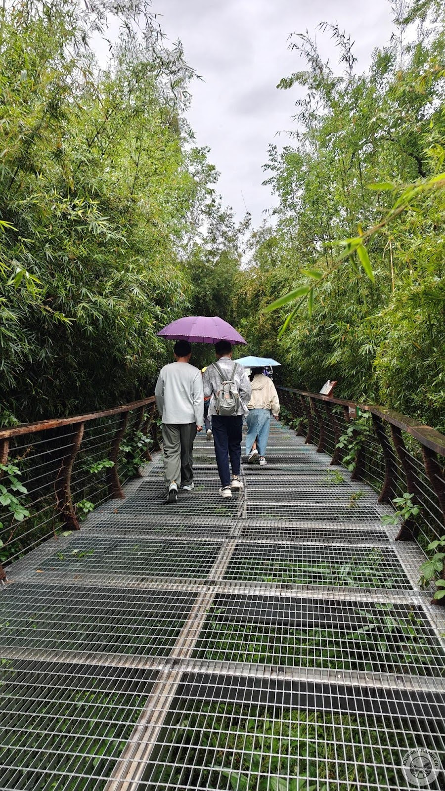 whole place was filled with bamboo forests