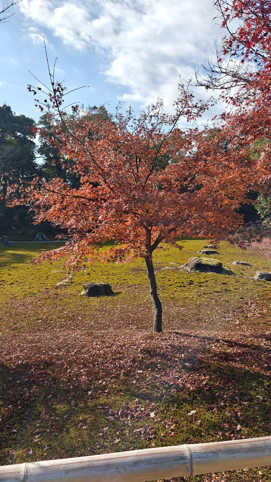 Autumn tree with red leaves, bright sky, grassy field, serene atmosphere.
