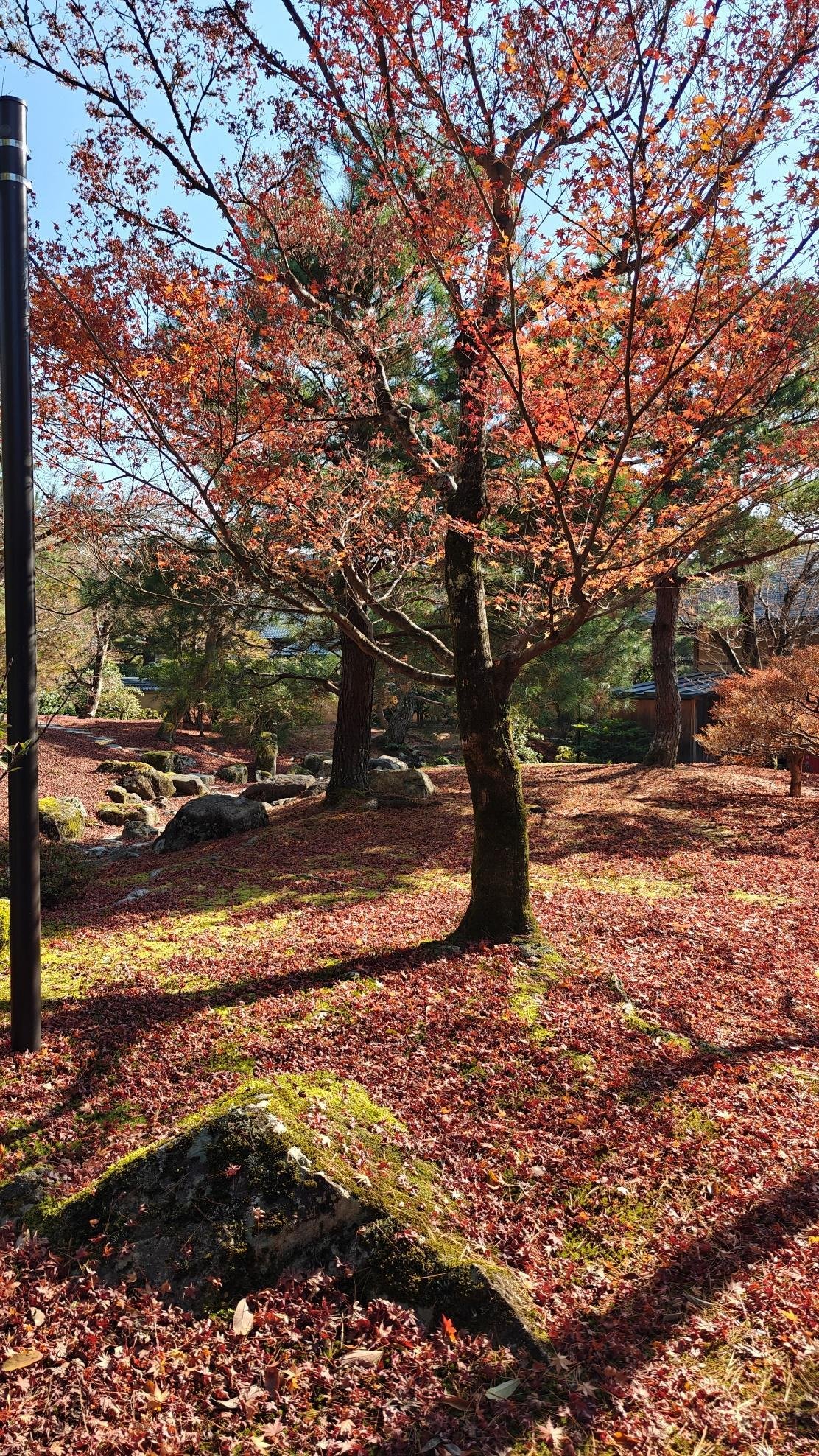 Autumn tree with red leaves, sunlit ground, clear blue sky.