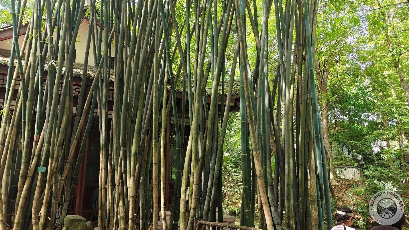 bamboo