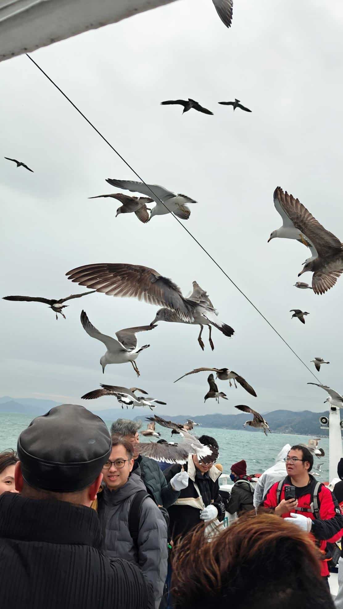 Flock of seagulls flying over people on a boat near the ocean.