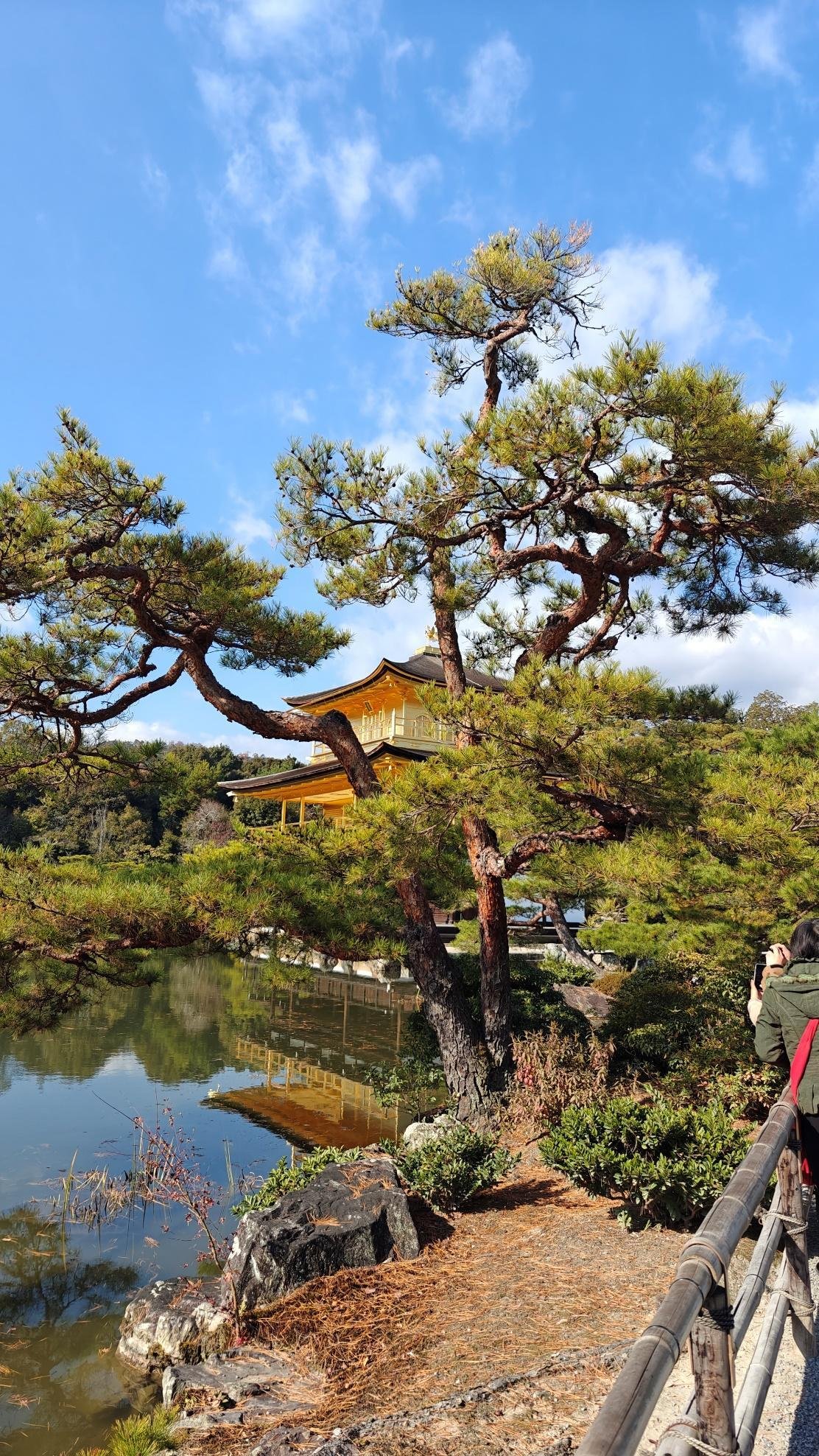 Golden pavilion behind pine tree and pond under bright blue sky.