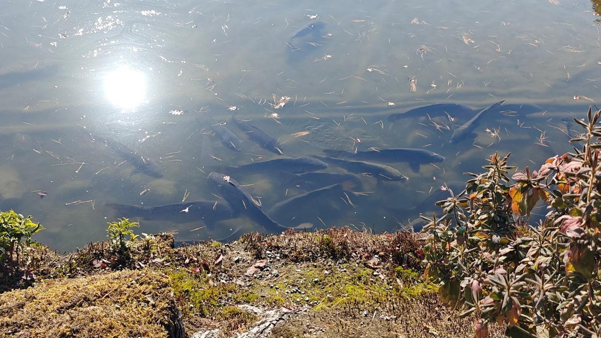 Koi fish swim under sunlit pond near foliage-covered bank.