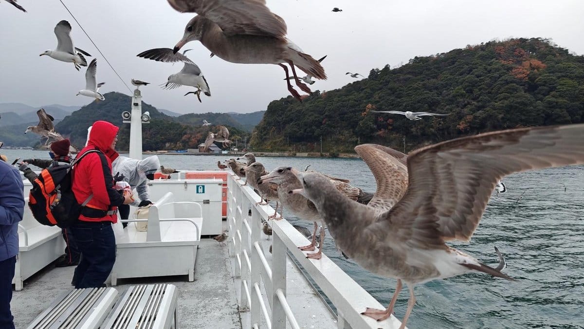 People feed seagulls on a boat under cloudy skies near a forested coast.
