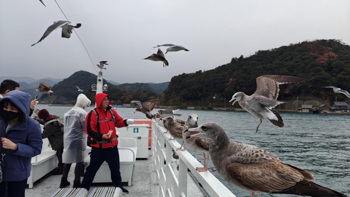 People on boat surrounded by seagulls, cloudy sky, rocky shoreline.
