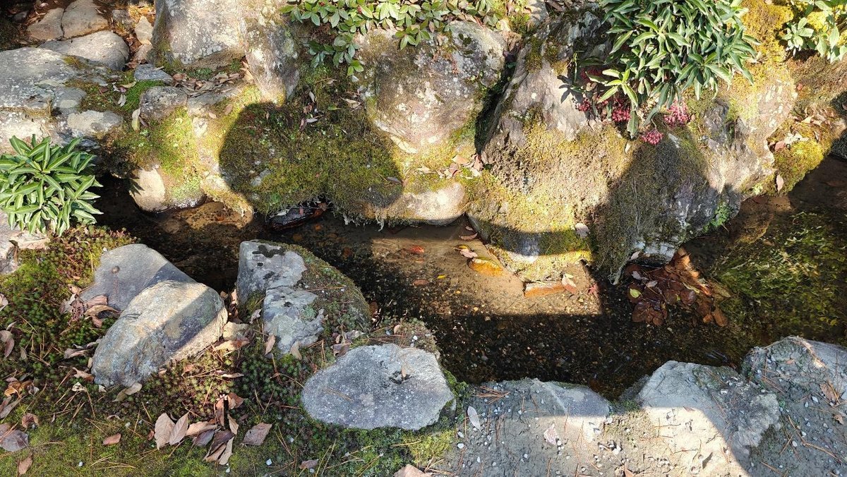 Rocks, moss, and plants surrounding a small, clear stream.