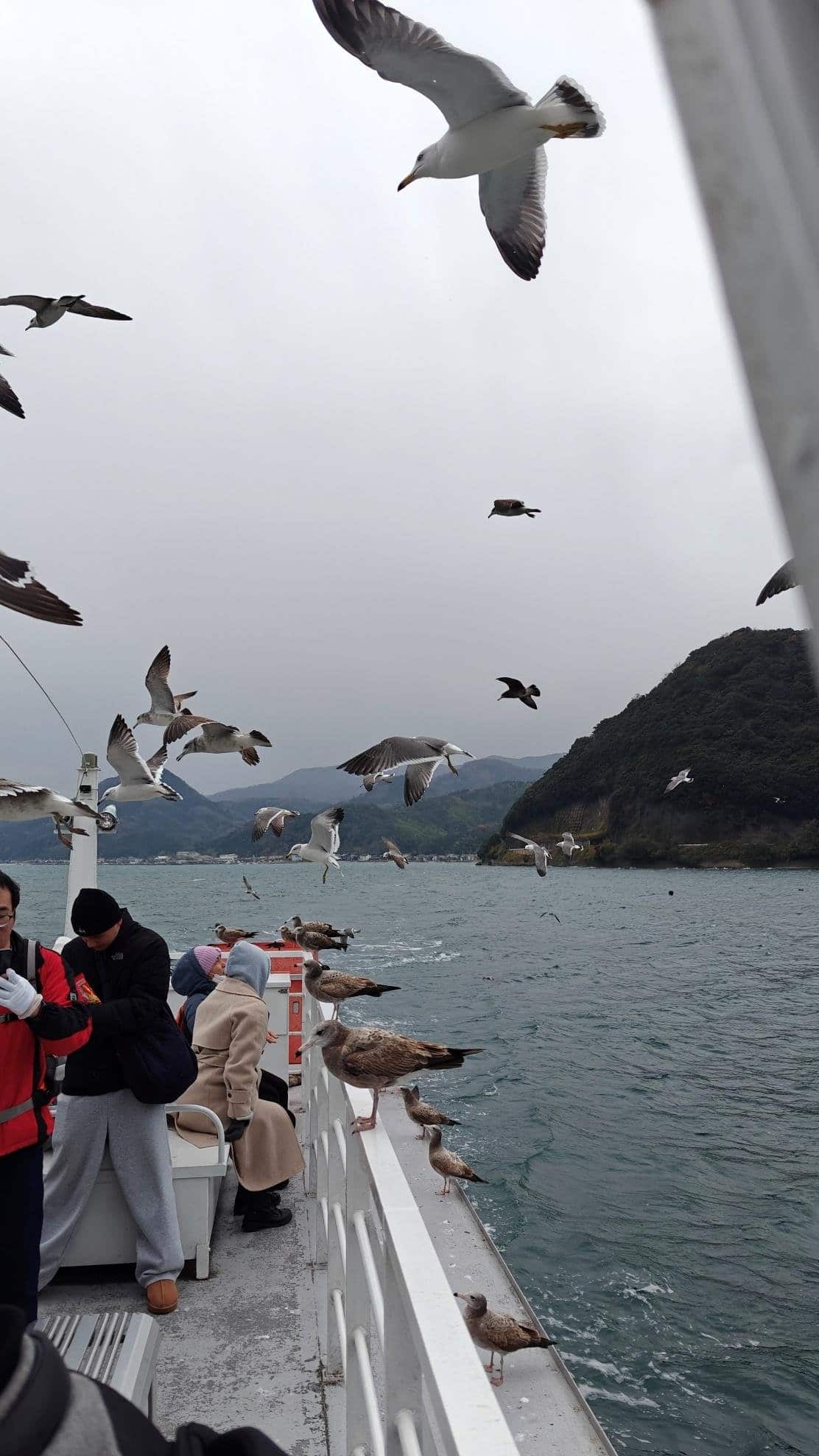 Seagulls flying and perched on a boat with passengers, cloudy sky.