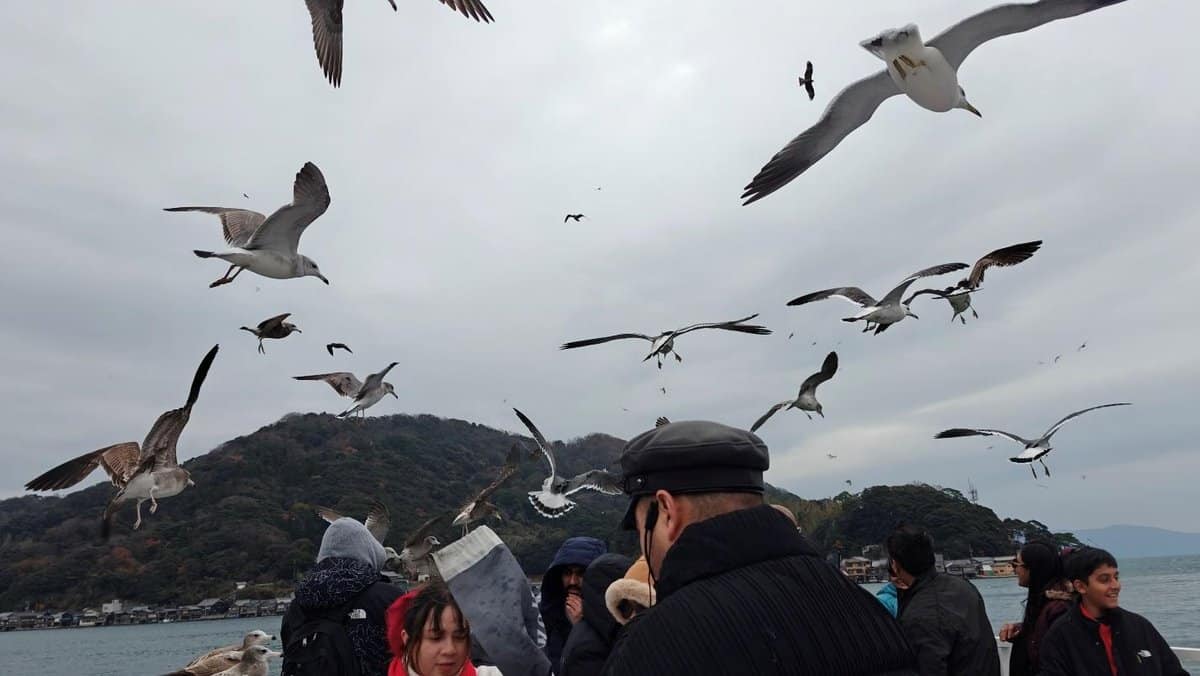 Seagulls flying over people on a boat near a mountainous shoreline.